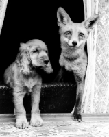 Picture of English Cocker Spaniel puppy with Fox