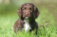 Picture of English Cocker Spaniel puppy