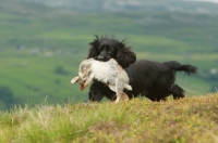 Picture of English Cocker Spaniel retrieving rabbit