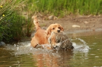 Picture of English Cocker Spaniel retrieving