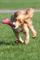 Picture of English Cocker Spaniel retrieving