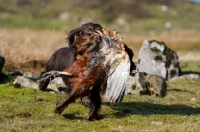 Picture of English Cocker Spaniel retrieving bird