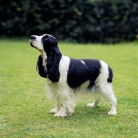 Picture of english cocker spaniel side view