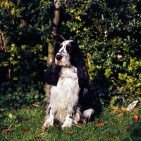 Picture of english cocker spaniel sitting