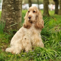 Picture of English Cocker Spaniel sitting on grass