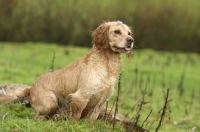 Picture of English Cocker Spaniel sitting on grass