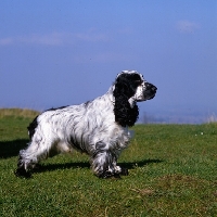 Picture of english cocker spaniel standing on the hillside