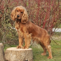 Picture of English Cocker Spaniel standing on tree stump