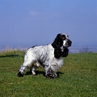 Picture of english cocker spaniel standing in a field