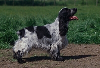 Picture of english cocker spaniel standing in a field