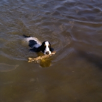 Picture of english cocker spaniel swimming in water in USA carrying a branch
