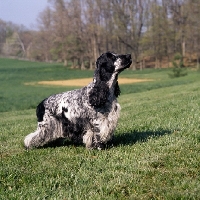 Picture of english cocker spaniel, usa trim, standing in a field