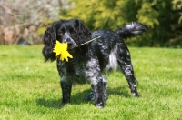 Picture of English Cocker Spaniel with flower