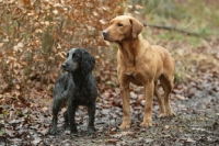 Picture of English Cocker Spaniel with Labrador