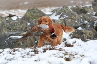 Picture of English Cocker Spaniel with pheasant