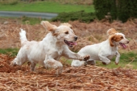 Picture of English Cocker Spaniel with puppy