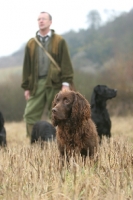 Picture of English Cocker Spaniels on a hunt