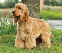 Picture of English Cocker Spaniel
