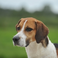 Picture of english foxhound head study