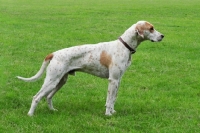 Picture of English Foxhound, posed