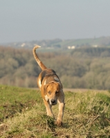 Picture of English Foxhound running on grass