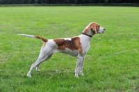 Picture of English Foxhound, side view