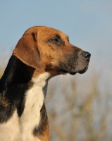 Picture of English Foxhound
