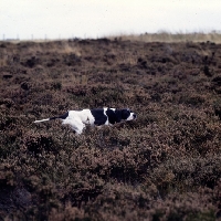 Picture of english pointer in heather on point