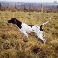 Picture of english pointer on point, side view