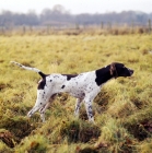Picture of english pointer on point
