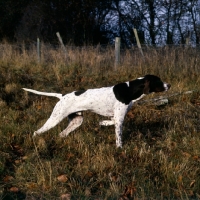 Picture of english pointer side view on point