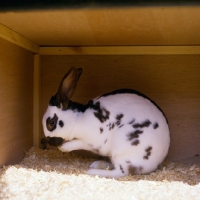 Picture of english rabbit in a hutch washing its face