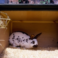 Picture of english rabbit in a hutch