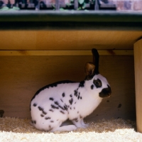 Picture of english rabbit in a hutch