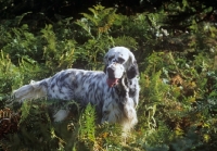 Picture of english setter amongst ferns