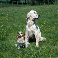 Picture of english setter and cavalier king charles spaniels together