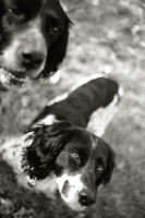 Picture of English setter and english springer spaniel begging, black and white picture
