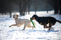 Picture of English Setter and mongrel dog running in a field covered with snow, mongrel dog is holding a toy in her mouth