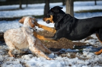 Picture of English Setter and mongrel dog playing fight in a snowy environment