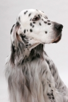 Picture of English Setter (Blue Belton colour), Australian Champion in studio