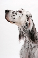 Picture of English Setter (Blue Belton colour), Australian Champion, portrait