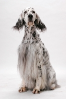 Picture of English Setter (Blue Belton colour), Australian Champion sitting down