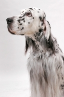 Picture of English Setter (Blue Belton colour), Australian Champion