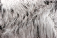 Picture of English Setter (Blue Belton colour), coat detail