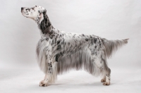 Picture of English Setter (Blue Belton colour), Australian Champion