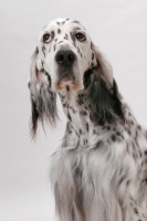 Picture of English Setter (Blue Belton colour), Australian Champion