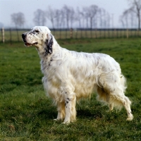 Picture of english setter, ch silbury soames of madavale, bis crufts, side view