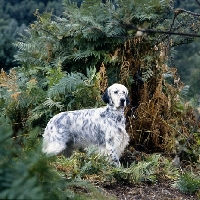 Picture of english setter from upperwood kennels in woods