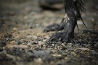 Picture of english setter front paws on gravel road