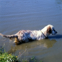 Picture of english setter going into water